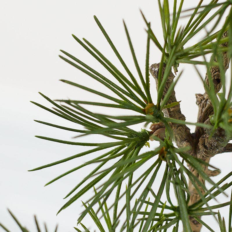 18" Weatherproof Artificial Ming Pine Stem