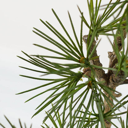 18" Weatherproof Artificial Ming Pine Stem