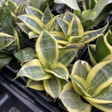 Bird's Nest Snake Plant - Live Plant - Assorted Varieties