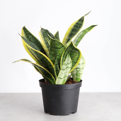 Snake 'Laurentii', Variegated Snake Plant - Live Plant