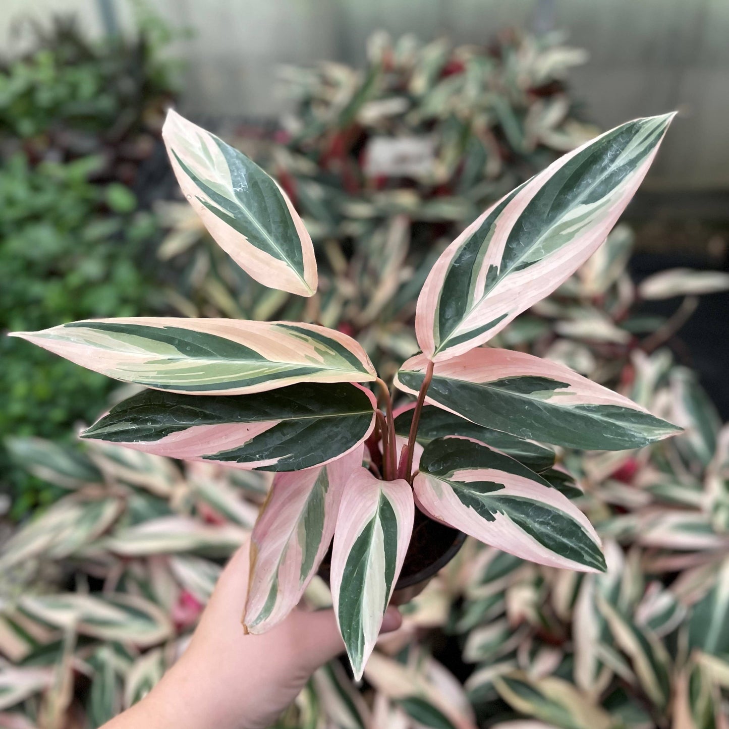 Stromanthe Triostar - 4" Live Plant