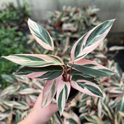 Stromanthe Triostar - 4" Live Plant
