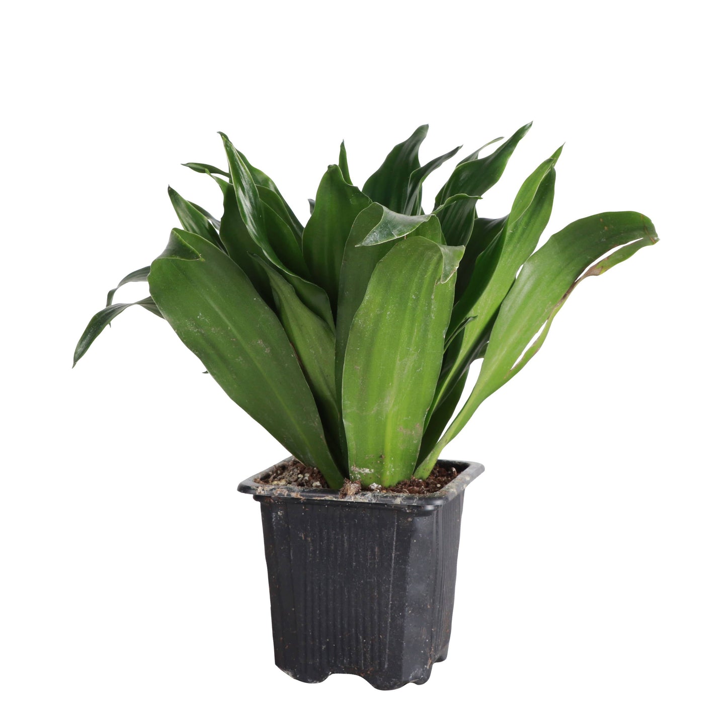 Janet Craig Compacta Dracaena - Live Plant