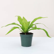 Bird's-Nest Fern - Live Plant