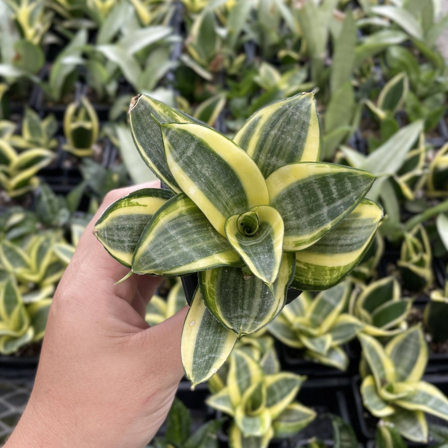 Bird's Nest Snake Plant - Live Plant - Assorted Varieties