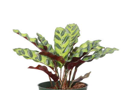 Calathea Rattlesnake - Live Plant