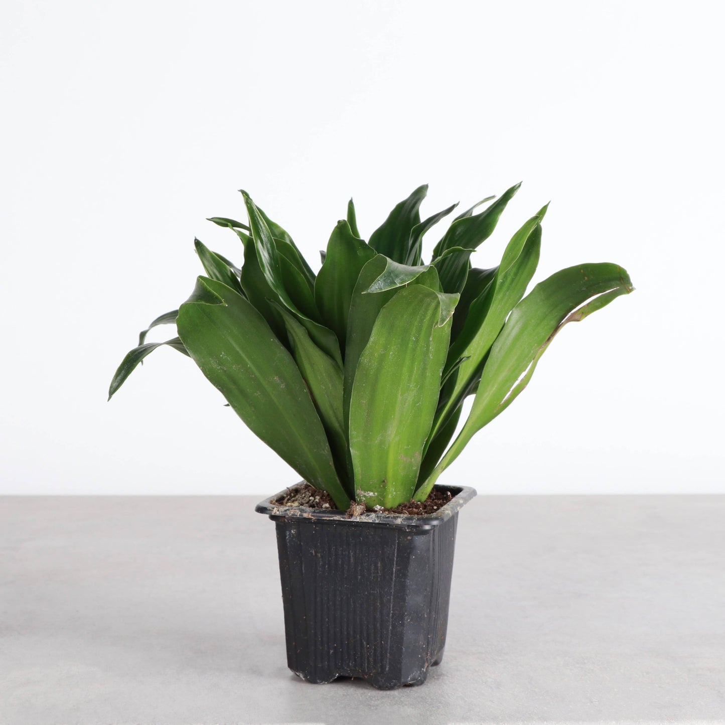 Janet Craig Compacta Dracaena - Live Plant