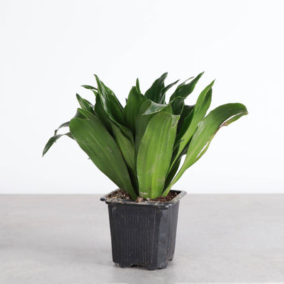Janet Craig Compacta Dracaena - Live Plant