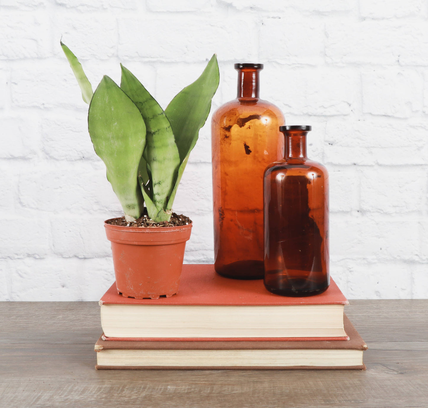 Moonshine Snake Plant - Live Plant