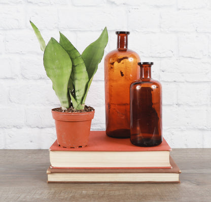 Moonshine Snake Plant - Live Plant