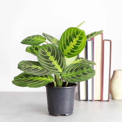 Lemon Lime Prayer Plant - Live Plant