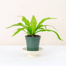 Bird's-Nest Fern - Live Plant