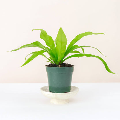 Bird's-Nest Fern - Live Plant