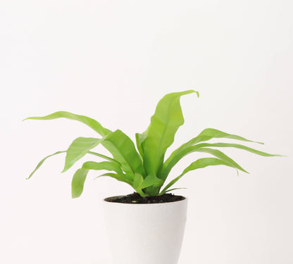 Bird's-Nest Fern - Live Plant