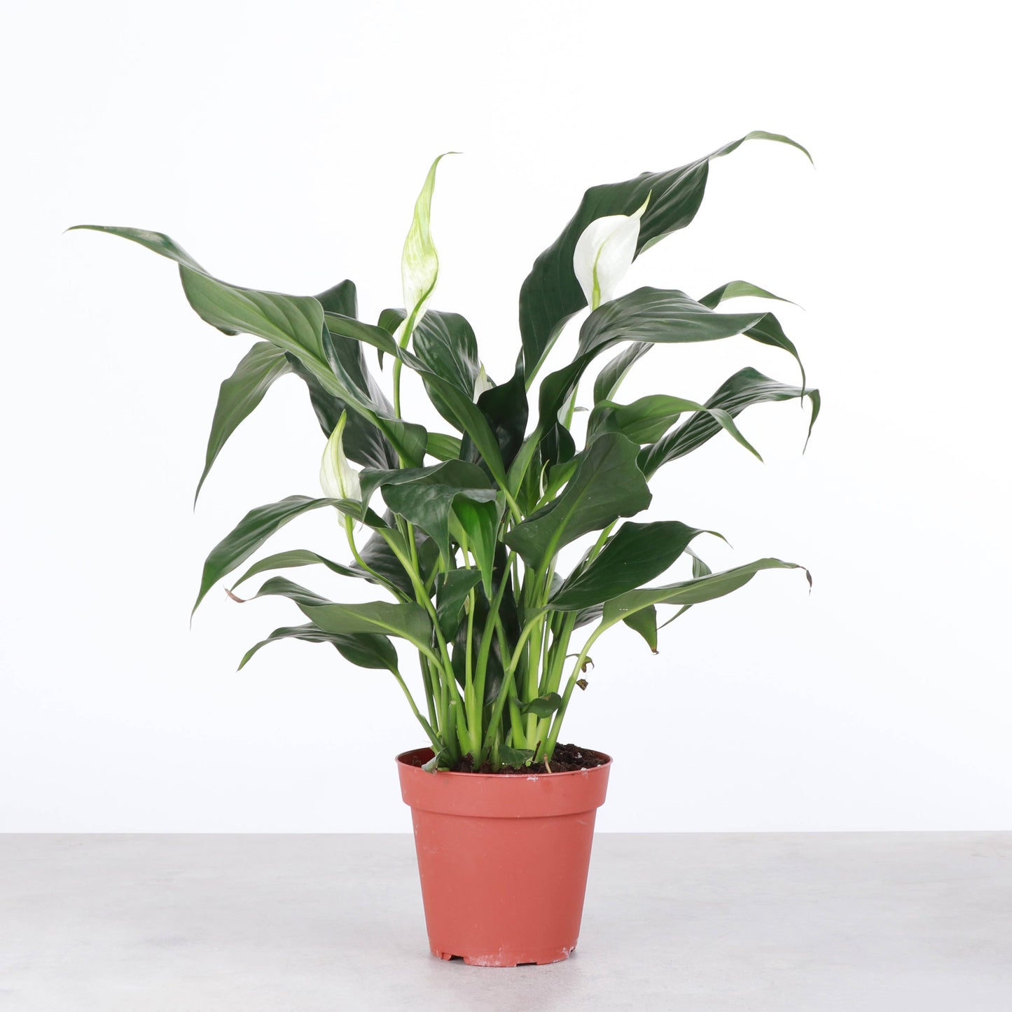 Peace Lily - Live Plant