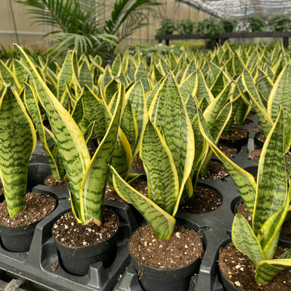 Snake 'Laurentii', Variegated Snake Plant - Live Plant