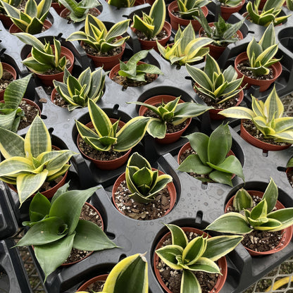 Bird's Nest Snake Plant - Live Plant - Assorted Varieties