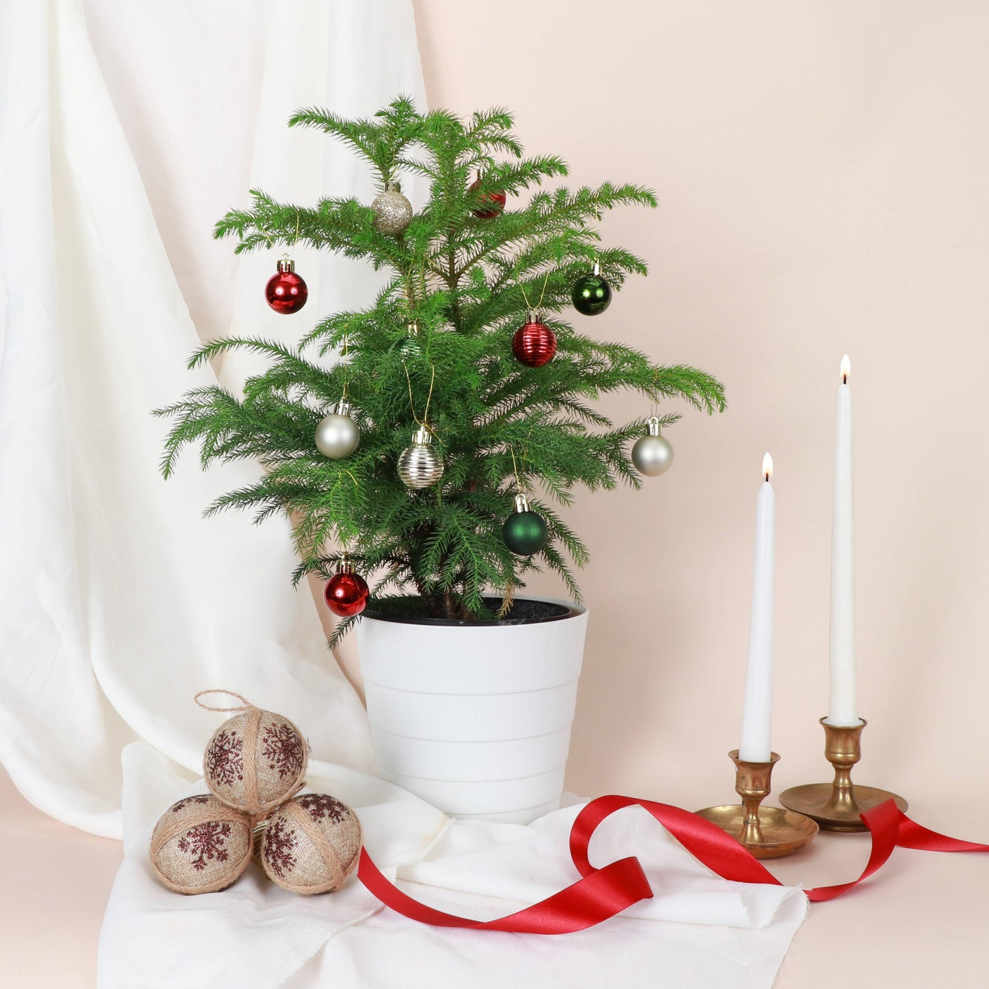 Norfolk Island Pine -  Live Plant