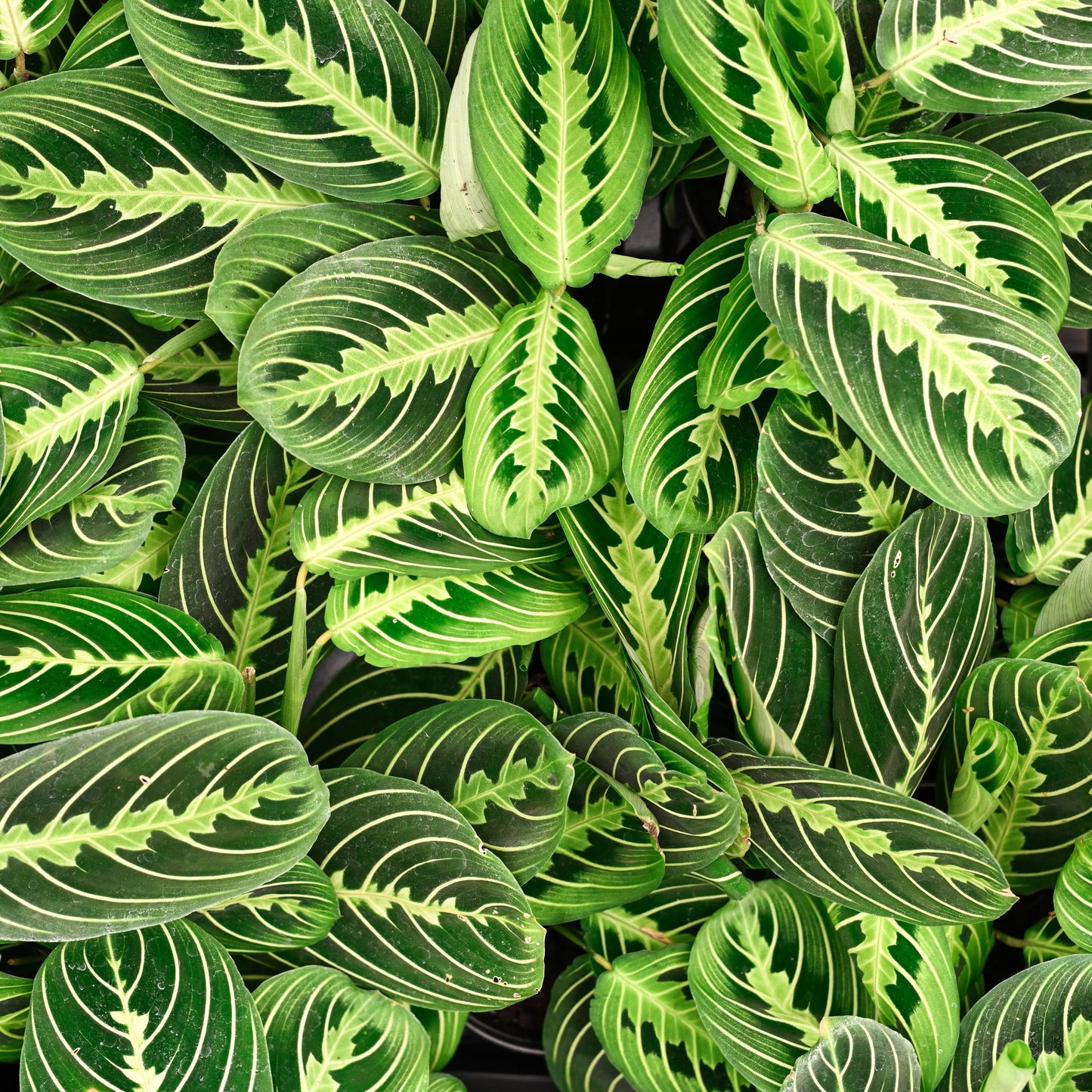 Lemon Lime Prayer Plant - Live Plant