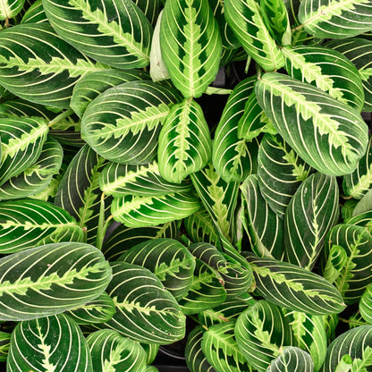 Lemon Lime Prayer Plant - Live Plant