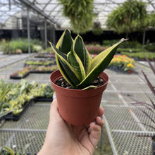 Bird's Nest Snake Plant - Live Plant - Assorted Varieties