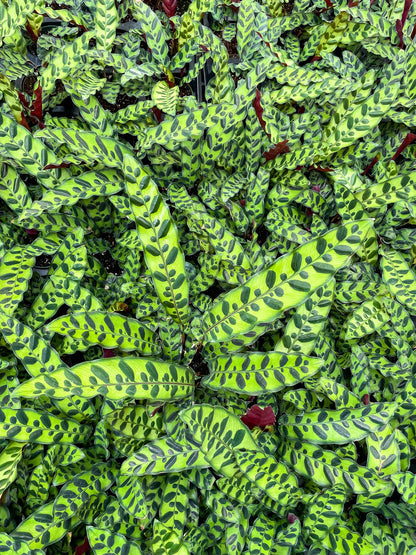 Calathea Rattlesnake - Live Plant