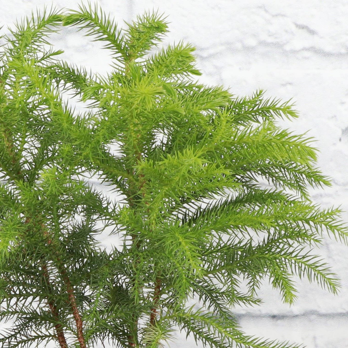 Norfolk Island Pine -  Live Plant