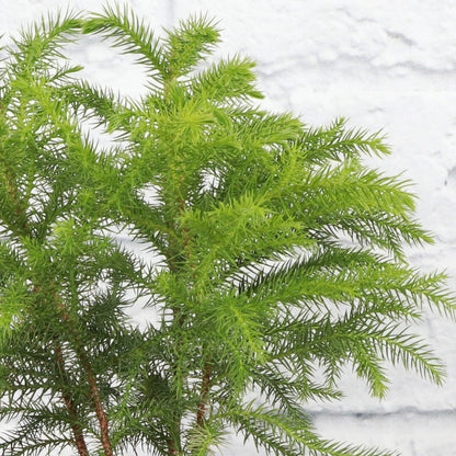 Norfolk Island Pine -  Live Plant