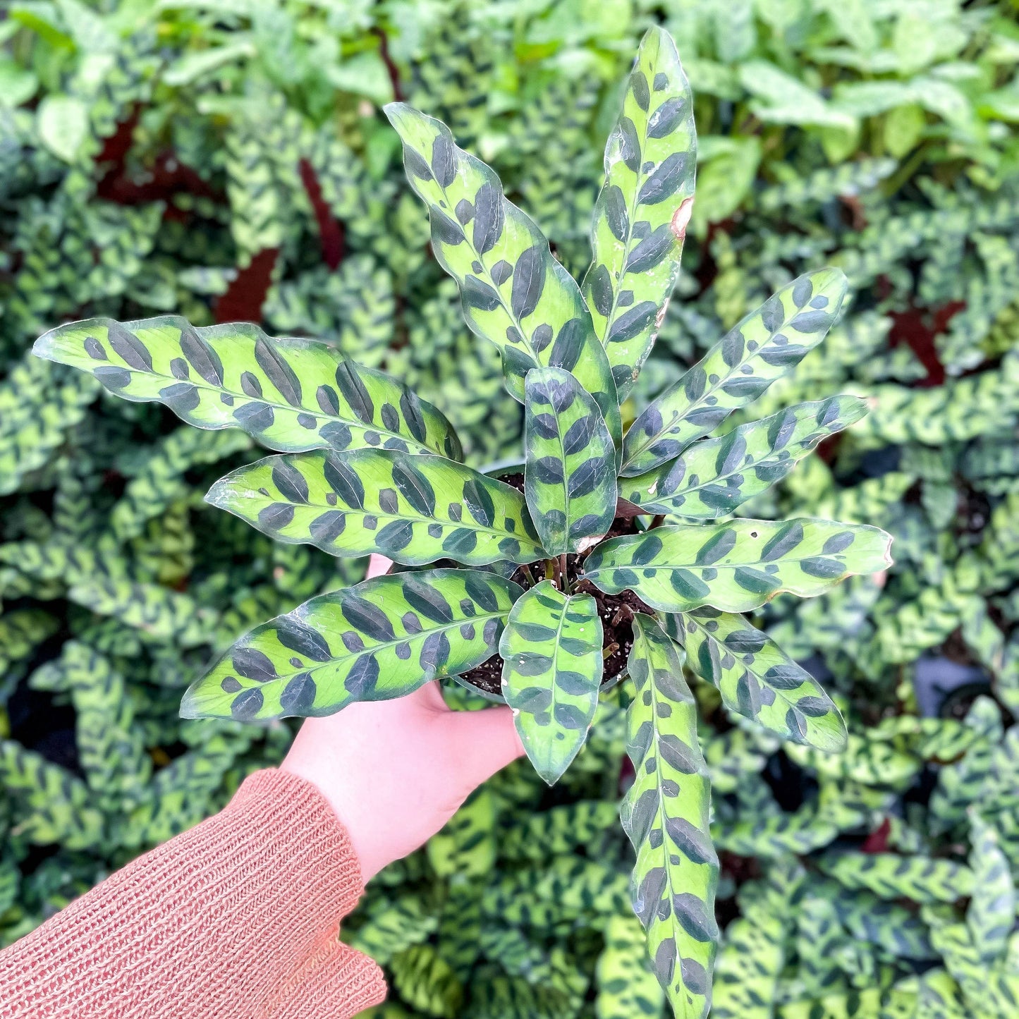 Calathea Rattlesnake - Live Plant