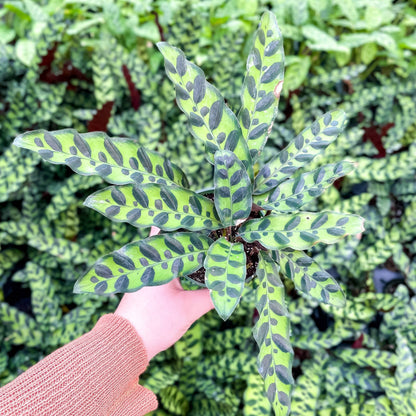 Calathea Rattlesnake - Live Plant