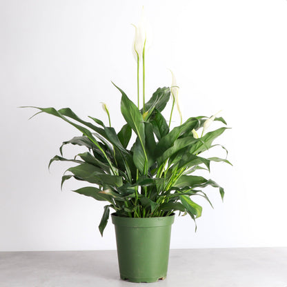 Peace Lily - Live Plant