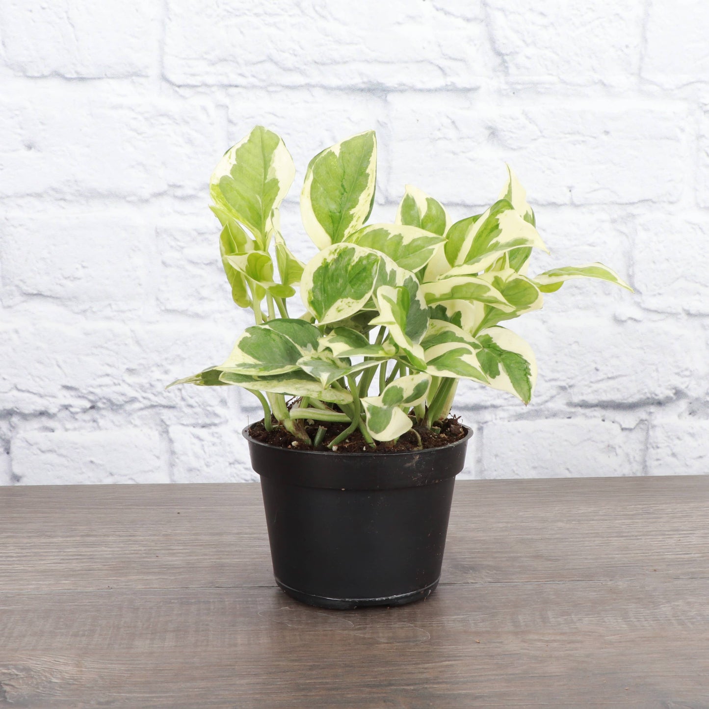 Pearls and Jade Pothos - Live Plant