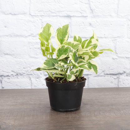 Pearls and Jade Pothos - Live Plant