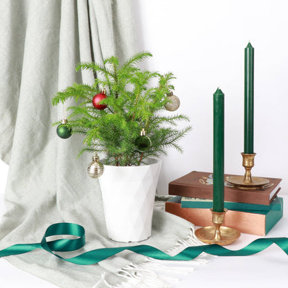 Norfolk Island Pine -  Live Plant