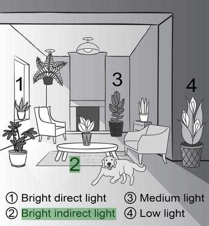 Norfolk Island Pine -  Live Plant