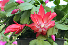 Holiday Cactus - 4" Live Plant
