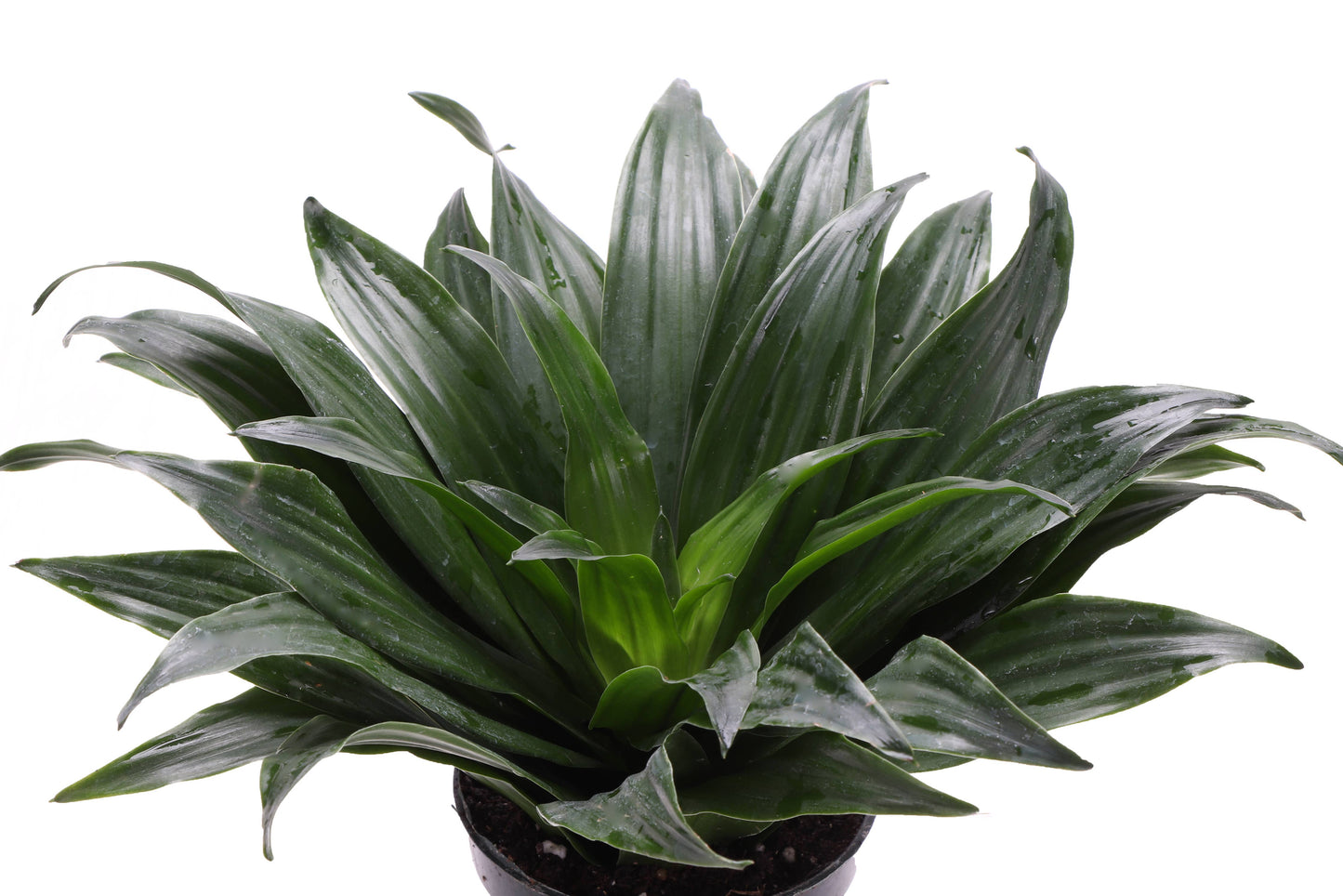 Janet Craig Compacta Dracaena - Live Plant