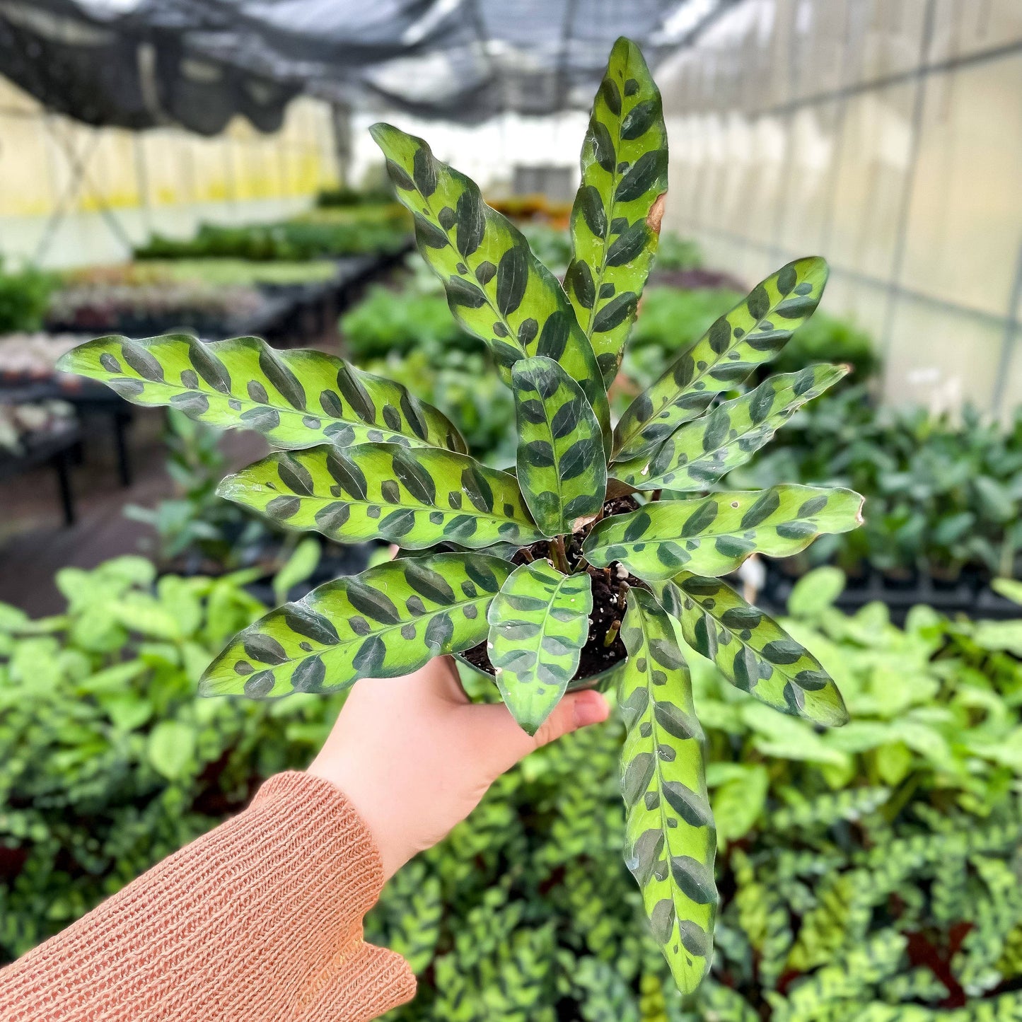 Calathea Rattlesnake - Live Plant