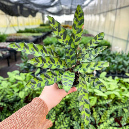 Calathea Rattlesnake - Live Plant