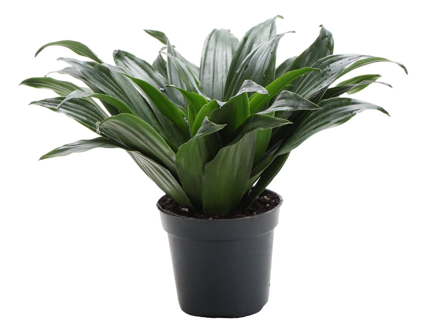 Janet Craig Compacta Dracaena - Live Plant