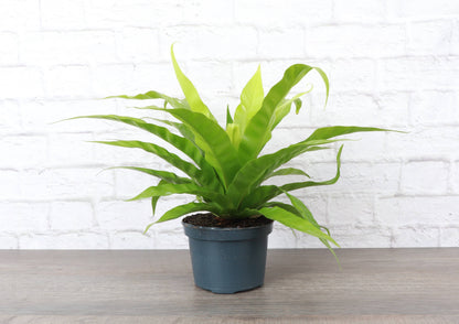 Bird's-Nest Fern - Live Plant