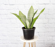 Moonshine Snake Plant - Live Plant