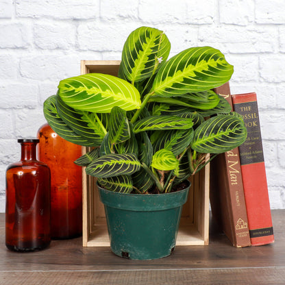 Lemon Lime Prayer Plant - Live Plant