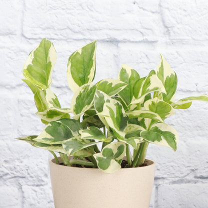 Pearls and Jade Pothos - Live Plant