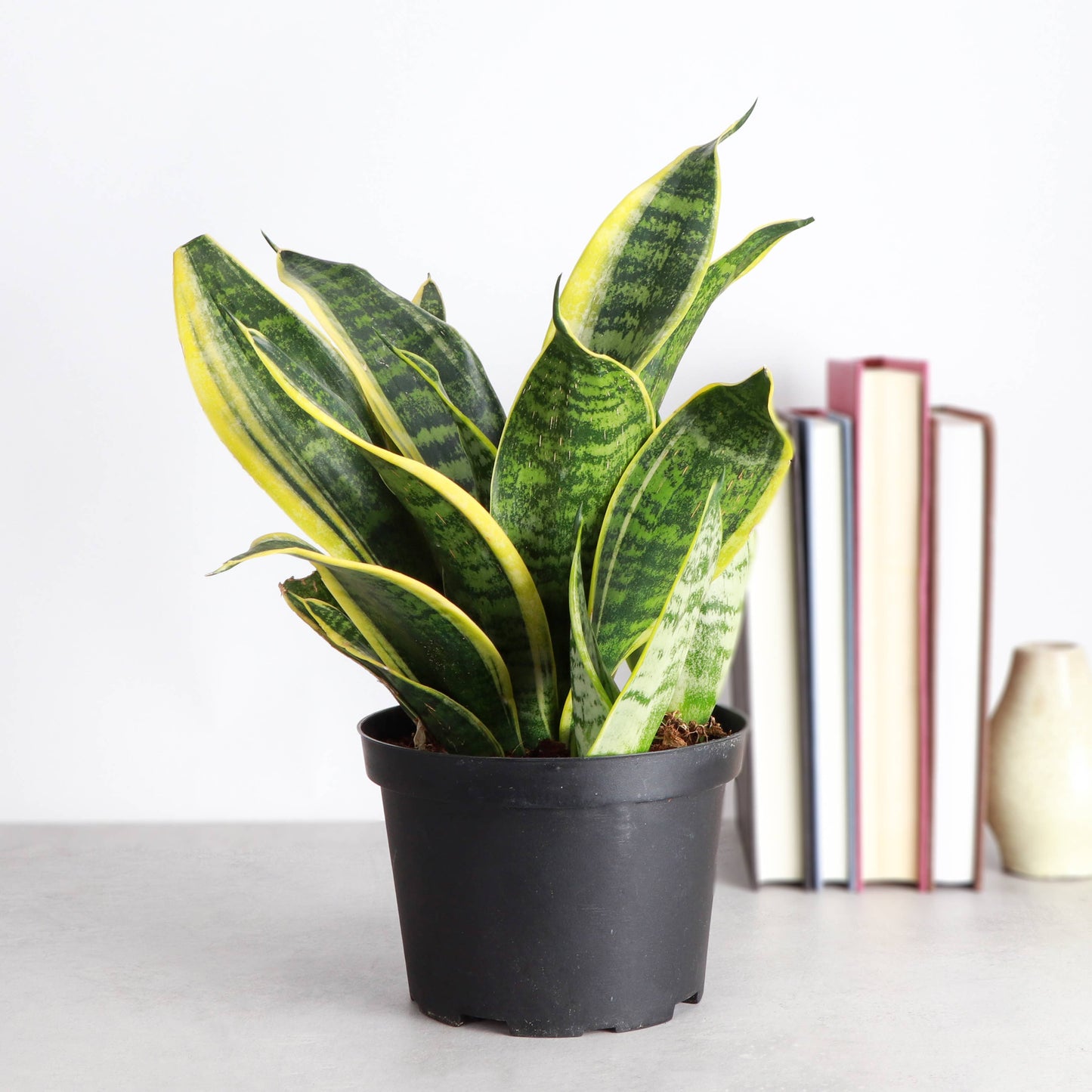 Snake 'Laurentii', Variegated Snake Plant - Live Plant
